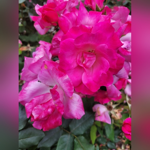 Meet your Poshers, Carolyn & Patricia - Picture 3 of 16